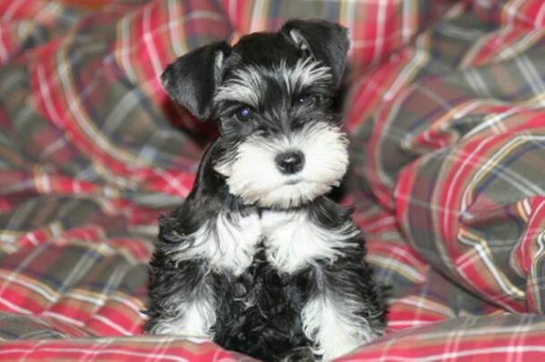 Schnauzer Puppy